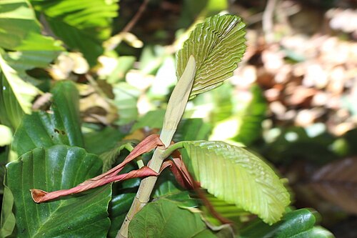 Dipterocarpus zeylanicus: Dipterocarpus zeylanicus leaves