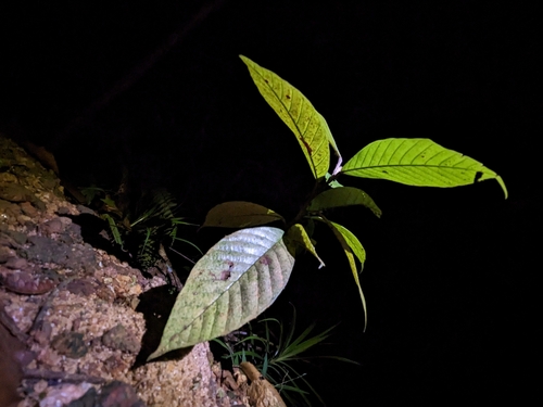 Dipterocarpus zeylanicus (Dipterocarpus zeylanicus)