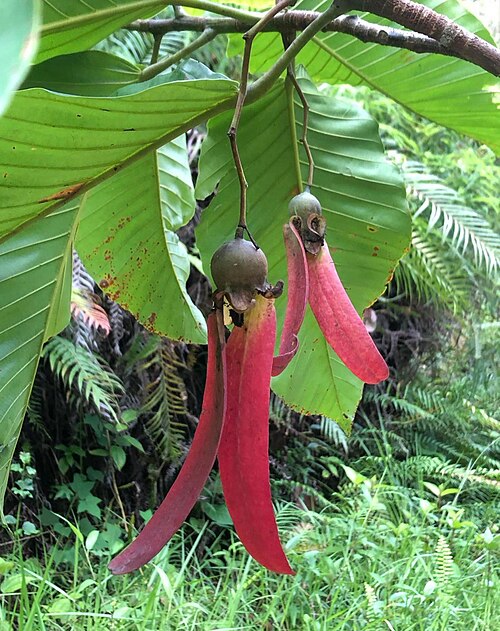 Dipterocarpus zeylanicus: Fruits of Dipterocarpus zeylanicus