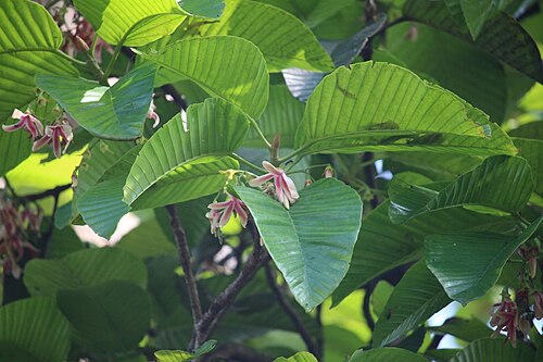 Dipterocarpus zeylanicus: Dipterocarpus zeylanicus leaves and flowers