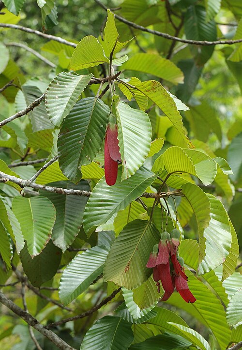 Dipterocarpus zeylanicus: Fruits of Dipterocarpus zeylanicus