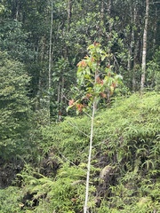 Dipterocarpus zeylanicus (Dipterocarpus zeylanicus)