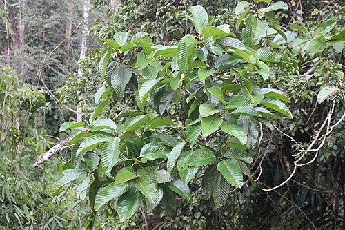 Dipterocarpus zeylanicus: Dipterocarpus zeylanicus leaves