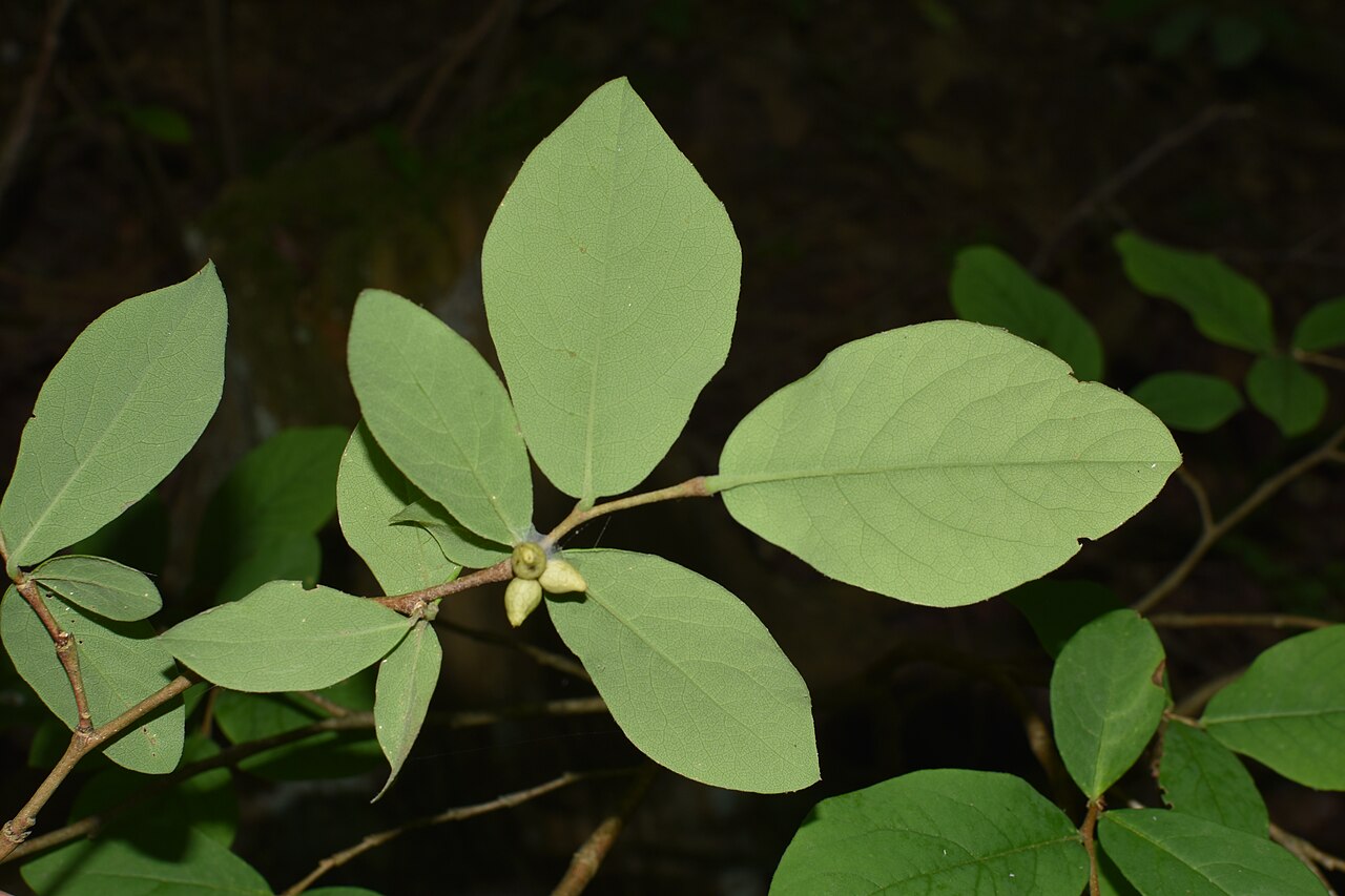Dirca decipiens: Leaves and fruits of Ozark leatherwood