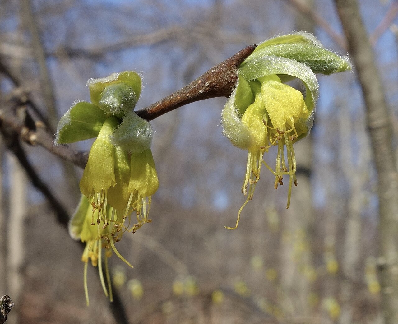 Western leatherwood: Dirca occidentalis flowers, Arnold Arboretum of Harvard University, accession #311-86*A.