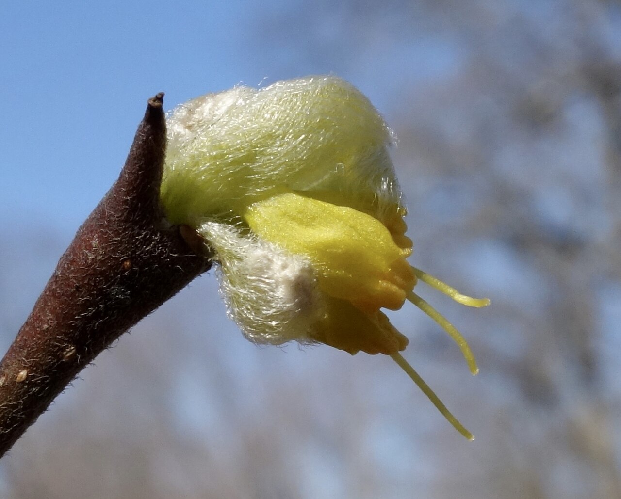 Western leatherwood: Dirca occidentalis flower detail, Arnold Arboretum of Harvard University, accession #311-86*A.