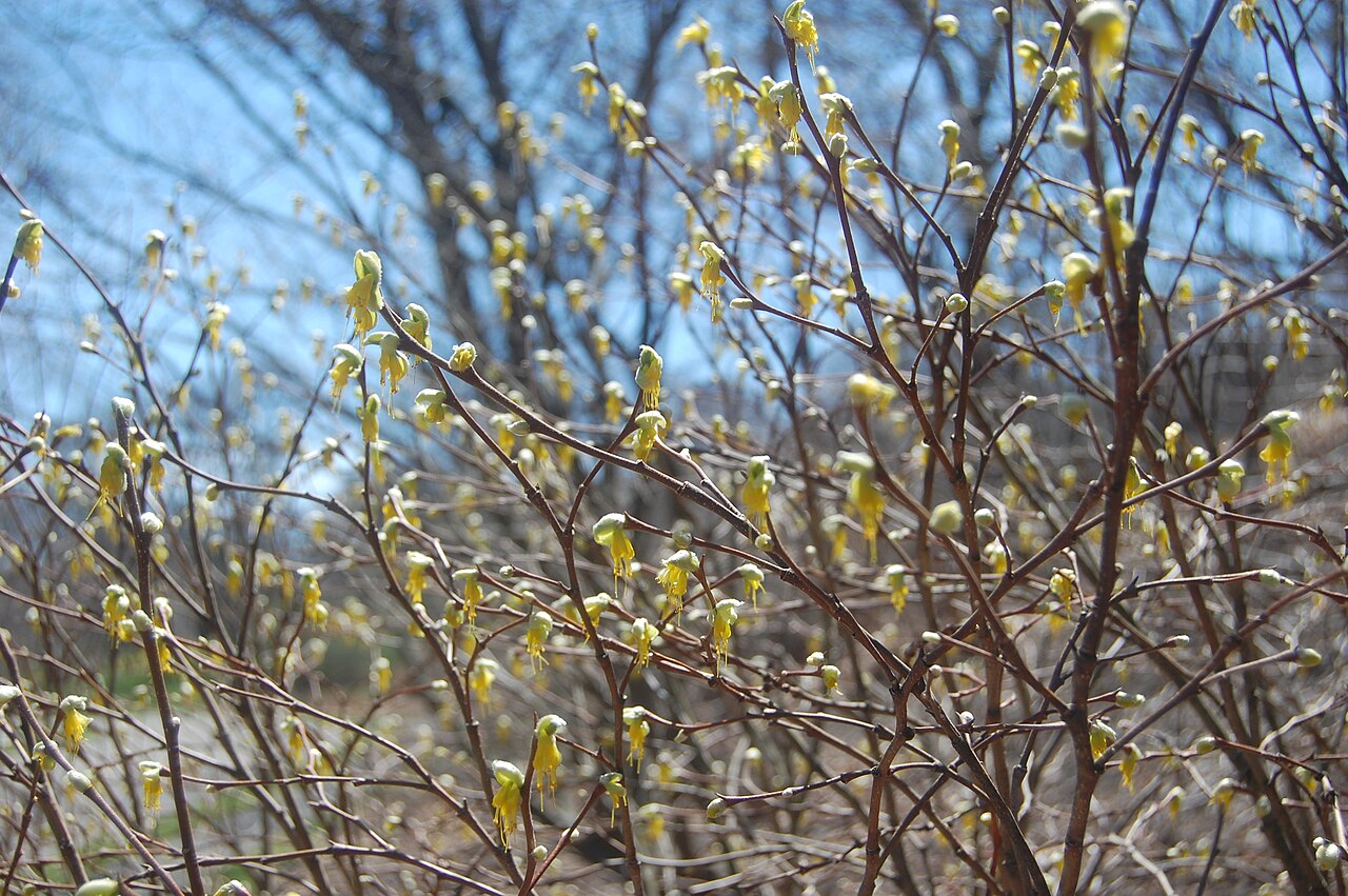 Western leatherwood: Dirca occidentalis