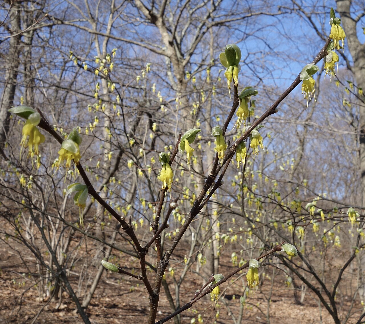 Western leatherwood: Dirca occidentalis in flower, Arnold Arboretum of Harvard University, accession #311-86*A.