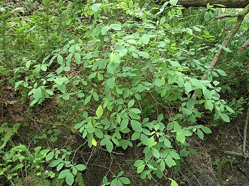 Eastern leatherwood: Dirca palustris (leatherwood) in forested ravine. Western Indiana, USA.