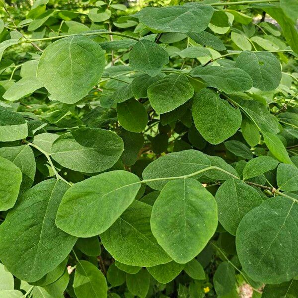 Eastern leatherwood (Dirca palustris)