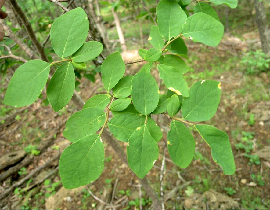 Eastern leatherwood: Dirca palustris (leatherwood) branch and leaves. Near North Fork Mountain, West Virginia, USA.