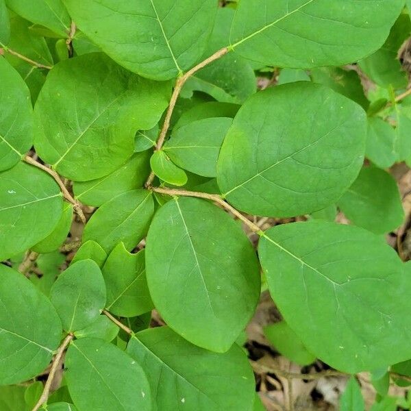 Eastern leatherwood (Dirca palustris)