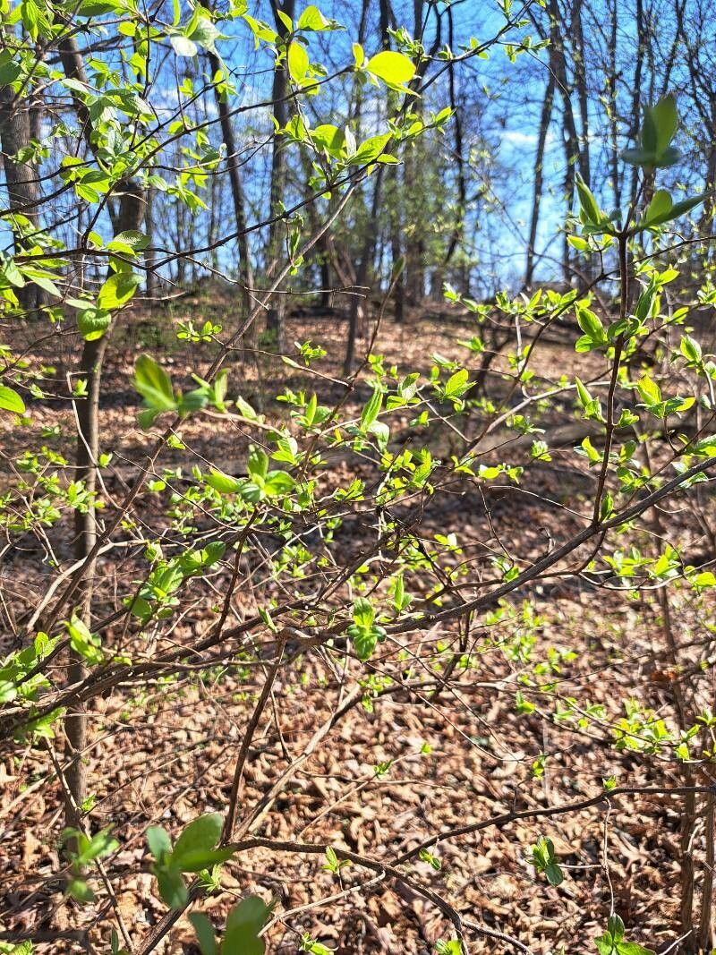 Eastern leatherwood (Dirca palustris)
