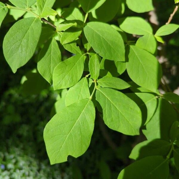 Eastern leatherwood (Dirca palustris)