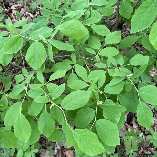 Eastern leatherwood (Dirca palustris)