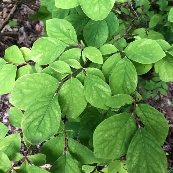 Eastern leatherwood (Dirca palustris)