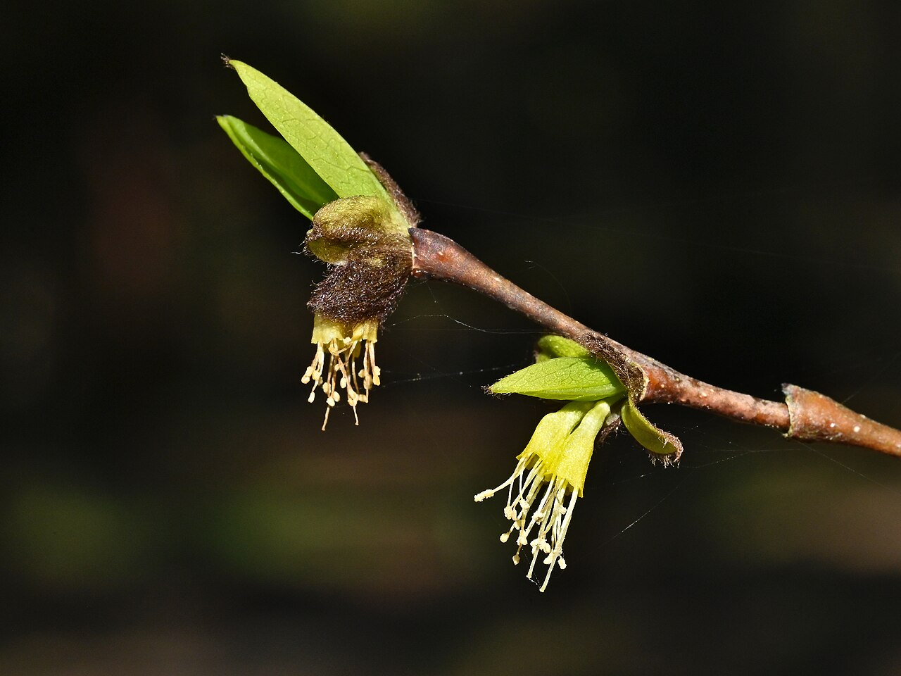 Eastern leatherwood: Dirca palustris in arboretum in Glinna, NW Poland