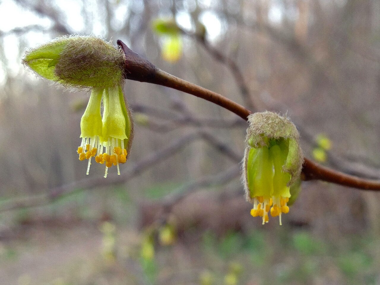 Eastern leatherwood: Photo of Dirca palustris in flower. This is a native plant growing wild along the Potomac Heritage Trail, in Fairfax county Virginia, USA. This species is a mem