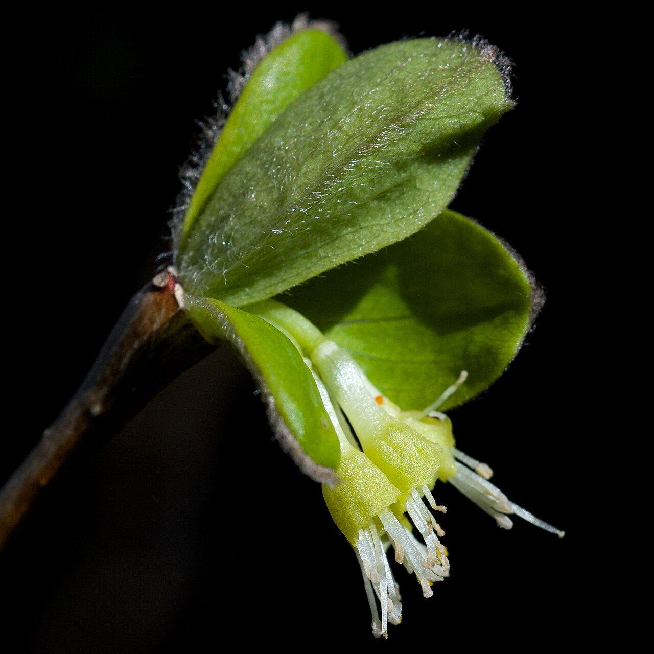 Eastern leatherwood: Species from eastern North America Common name: Eastern leatherwood Photographed along the Ozark Highlands Trail in eastern Johnson County, Arkansas