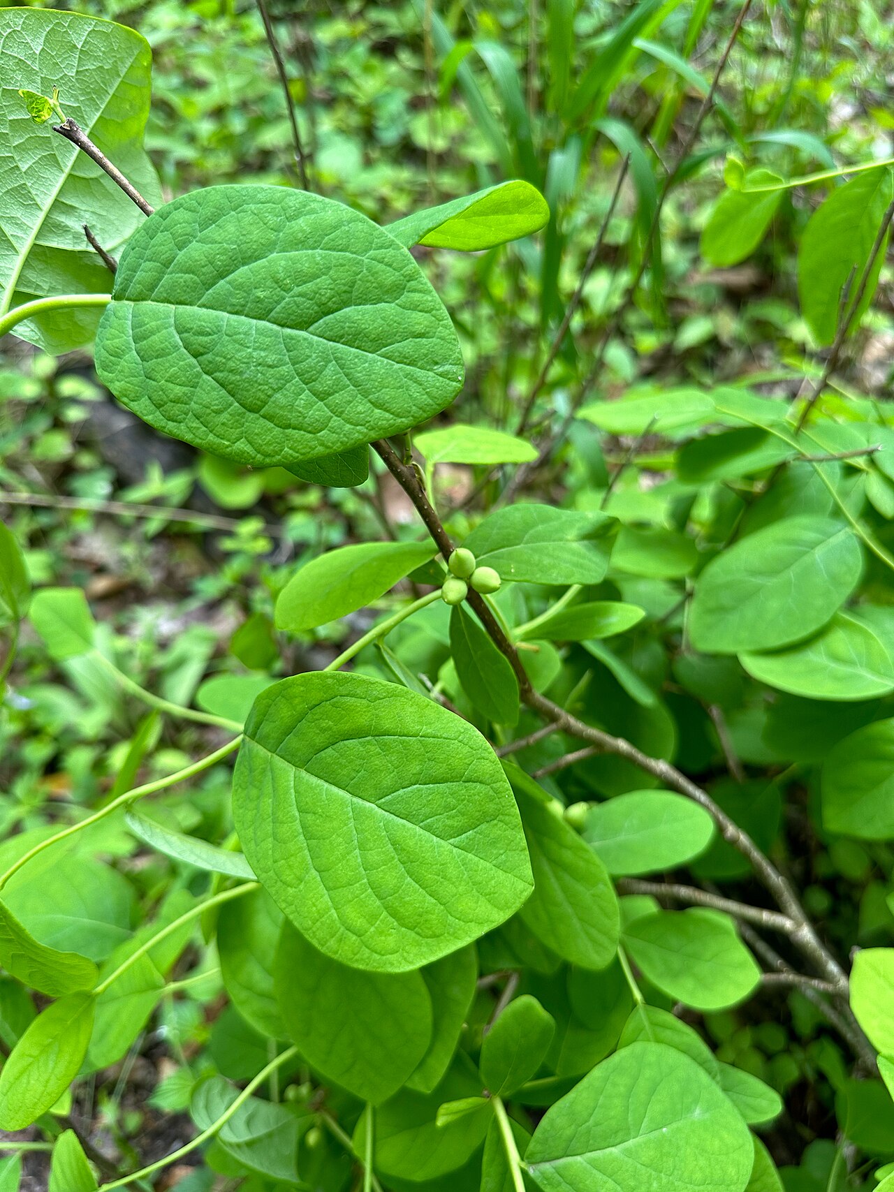 Eastern leatherwood: Eastern leatherwood ( Dirca palustris ) in the United States