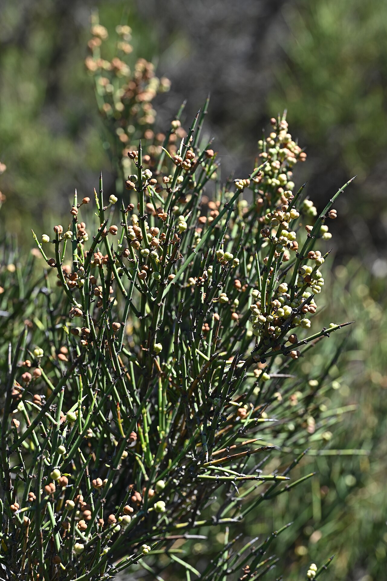 Discaria articulata: Discaria articulata at Salto Tue Tue, Araukania, Chile