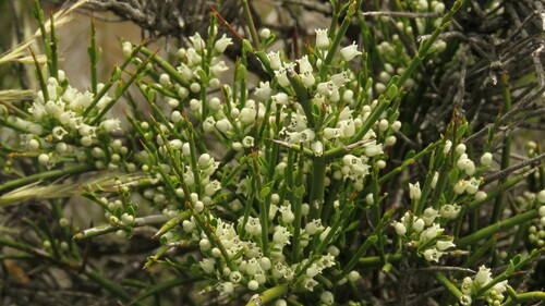 Discaria articulata (Discaria articulata)