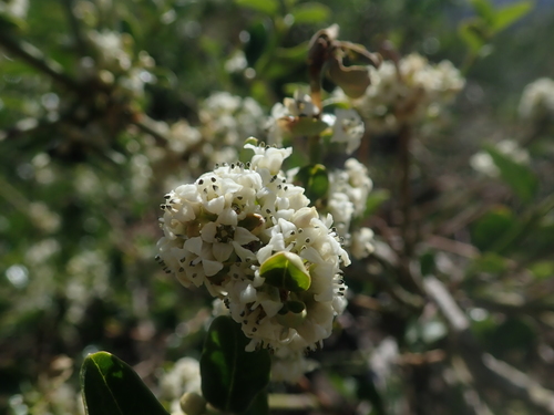 Discaria chacaye (Discaria chacaye)