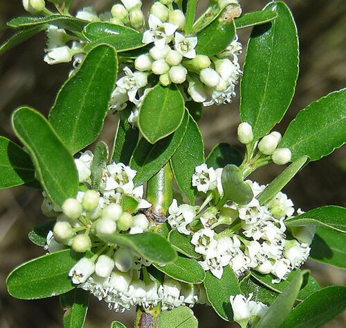 Discaria chacaye: Known as Chacay in south and central Chile. In context at www.dixpix.ca/sth_cordillera/flora/buckthorn/index.html