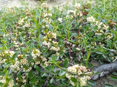 Discaria chacaye (Discaria chacaye)