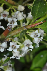Discaria chacaye (Discaria chacaye)