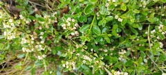 Discaria chacaye (Discaria chacaye)