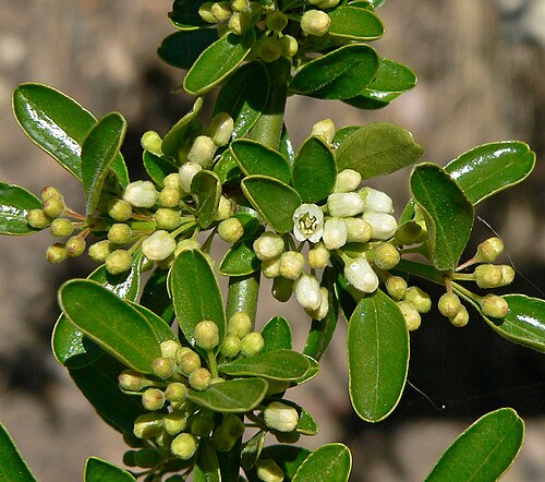 Discaria chacaye: Discaria chacaye at the University of California Botanical Garden , Berkeley, California