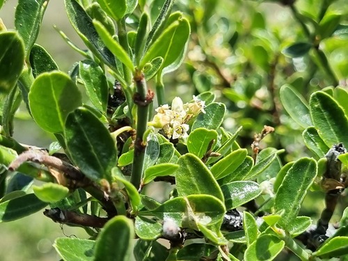 Discaria chacaye (Discaria chacaye)