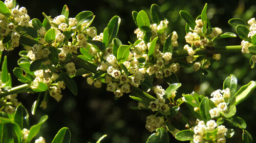 Discaria chacaye (Discaria chacaye)