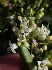 Discaria chacaye (Discaria chacaye)
