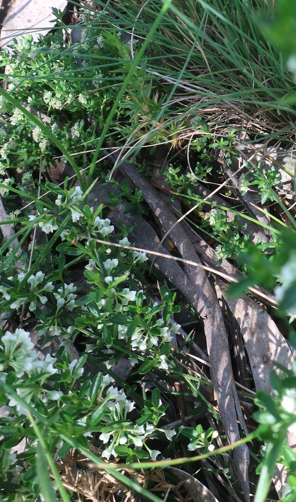 Discaria nitida (Discaria nitida)