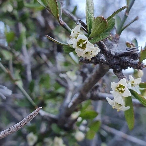 Discaria toumatou (Discaria toumatou)
