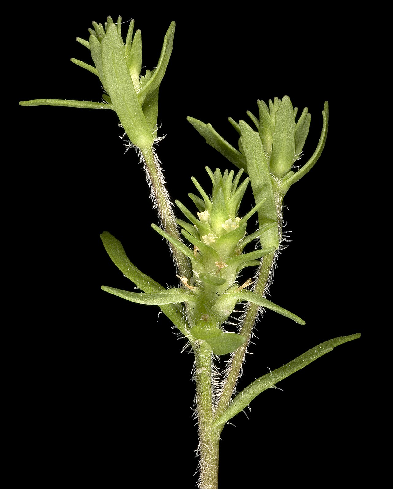 Dischisma arenarium: KRT3875