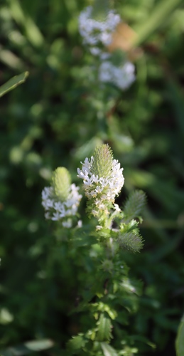Dischisma ciliatum (Dischisma ciliatum)