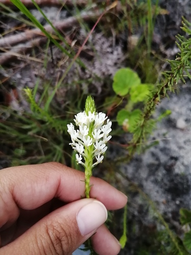 Dischisma ciliatum (Dischisma ciliatum)