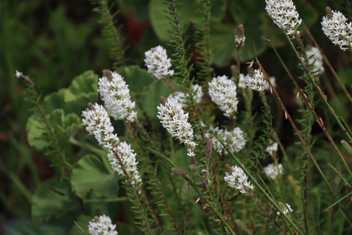 Dischisma ciliatum (Dischisma ciliatum)
