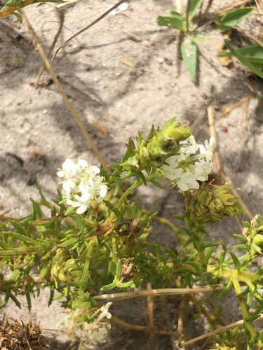 Dischisma ciliatum (Dischisma ciliatum)