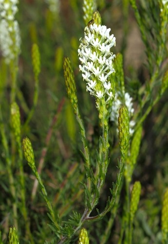 Dischisma ciliatum (Dischisma ciliatum)