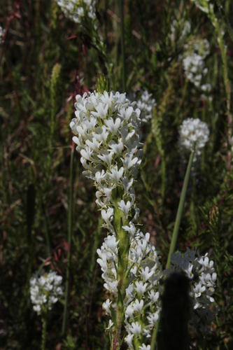 Dischisma ciliatum (Dischisma ciliatum)