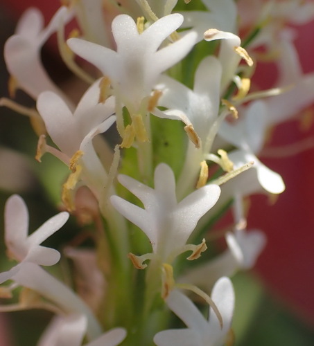 Dischisma ciliatum (Dischisma ciliatum)
