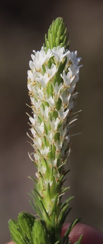 Dischisma ciliatum (Dischisma ciliatum)