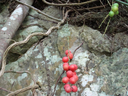 Disciphania calocarpa (Disciphania calocarpa)