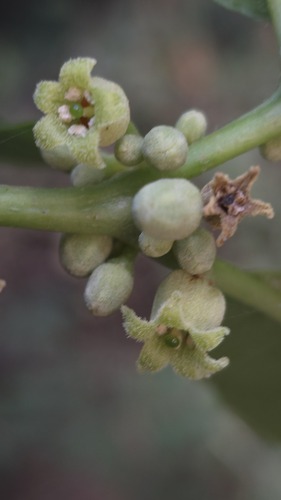 Discopodium penninervium (Discopodium penninervium)