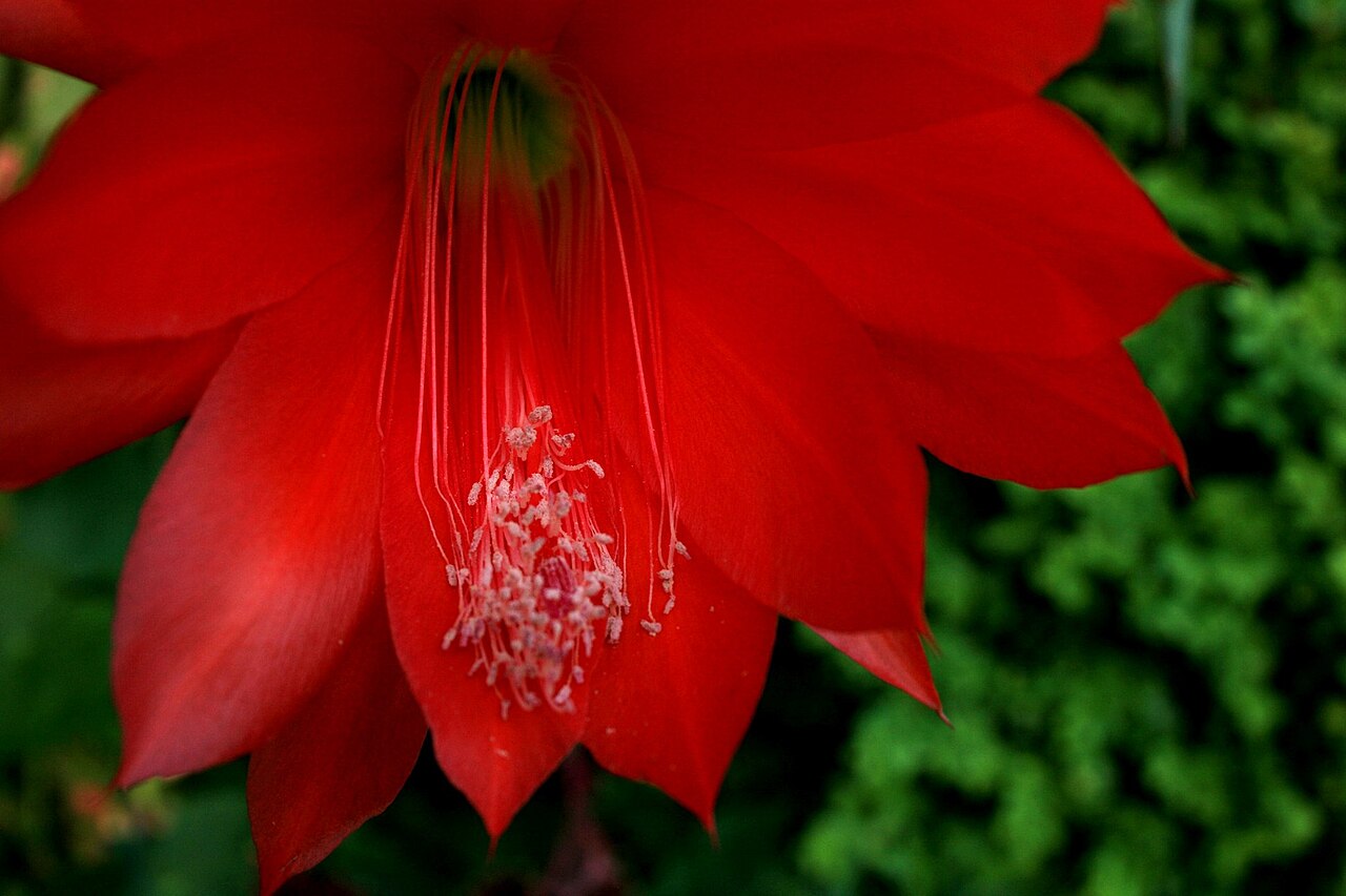 Disocactus ackermannii: kaktus