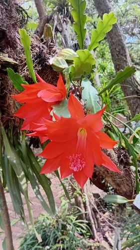 Disocactus ackermannii (Disocactus ackermannii)